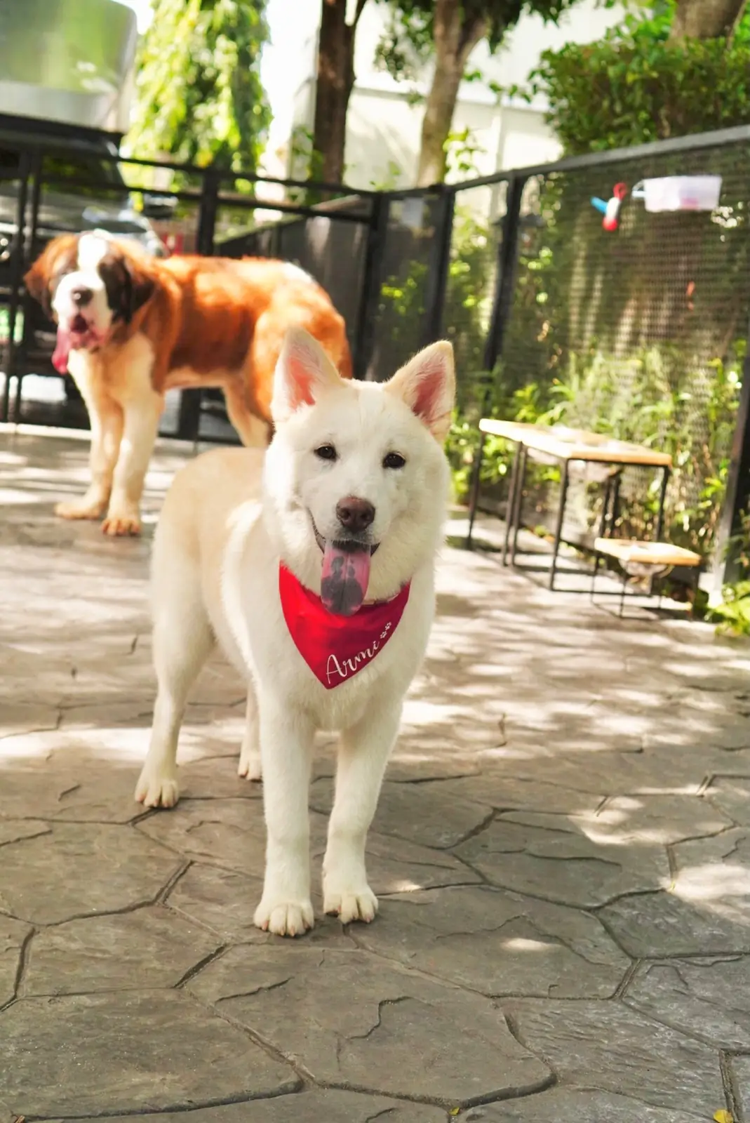 Jungle de Woof pets image 6