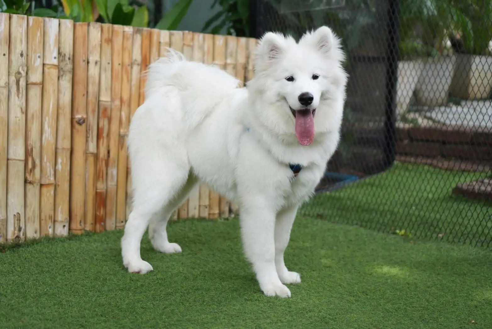 Jungle de Woof pets image 9