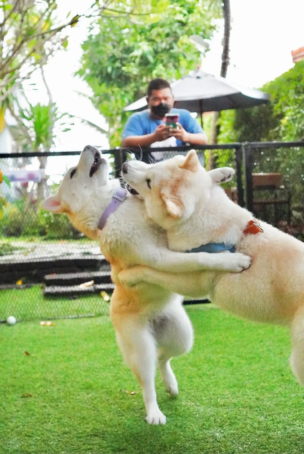 Jungle de Woof pets image 4