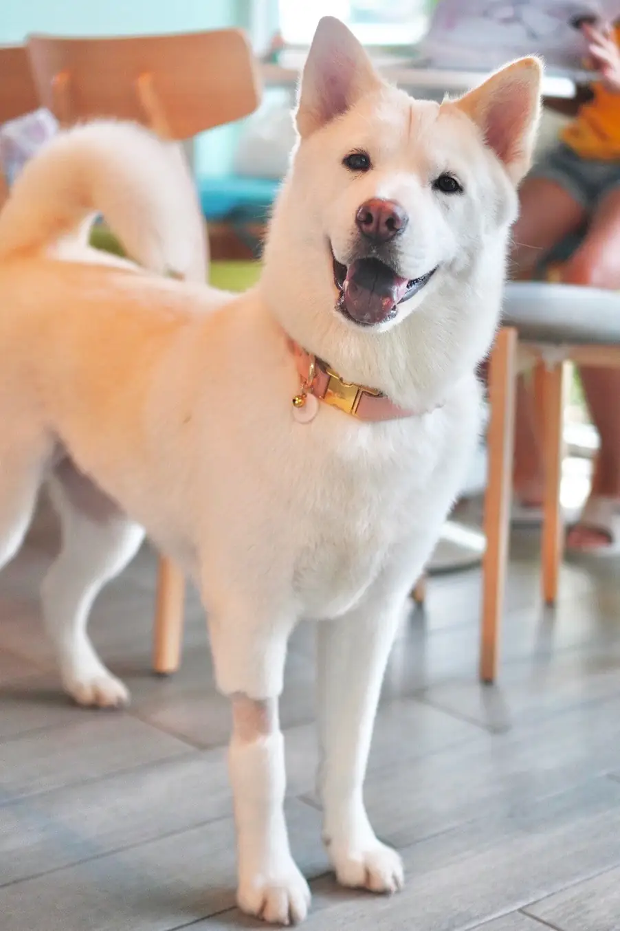 Jungle de Woof pets image 2