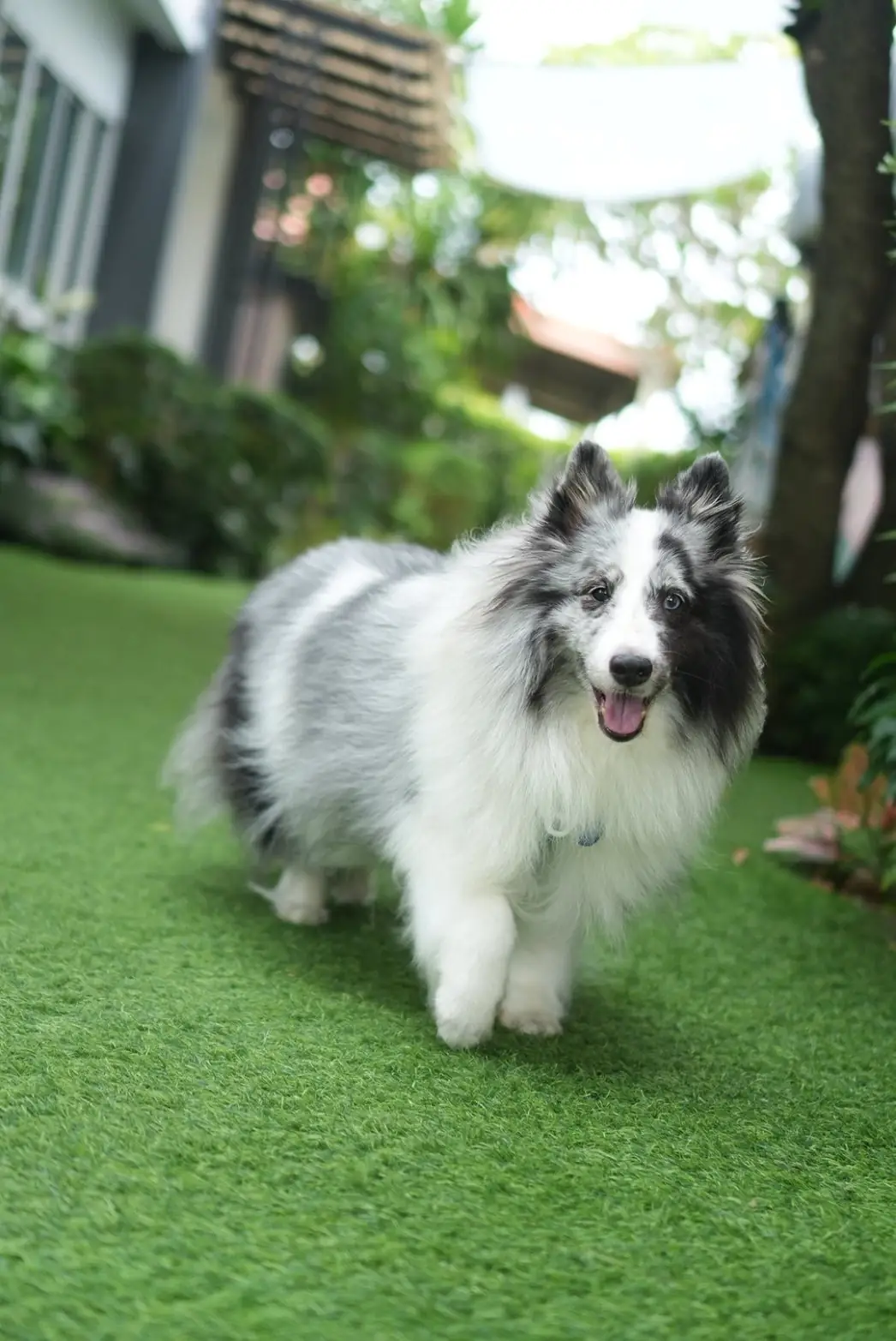 Jungle de woof Cafe pets image 13