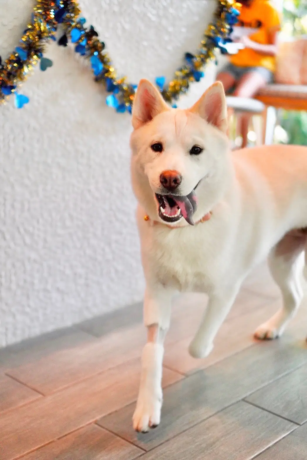 Jungle de Woof pets image 5