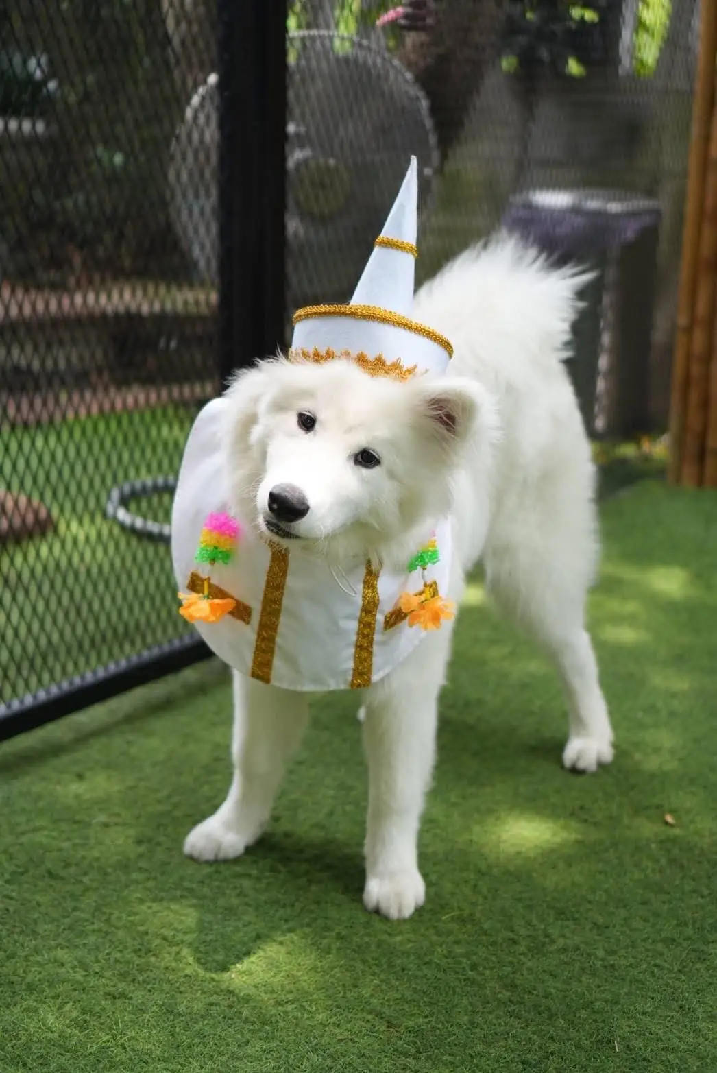 Jungle de Woof pets image 10