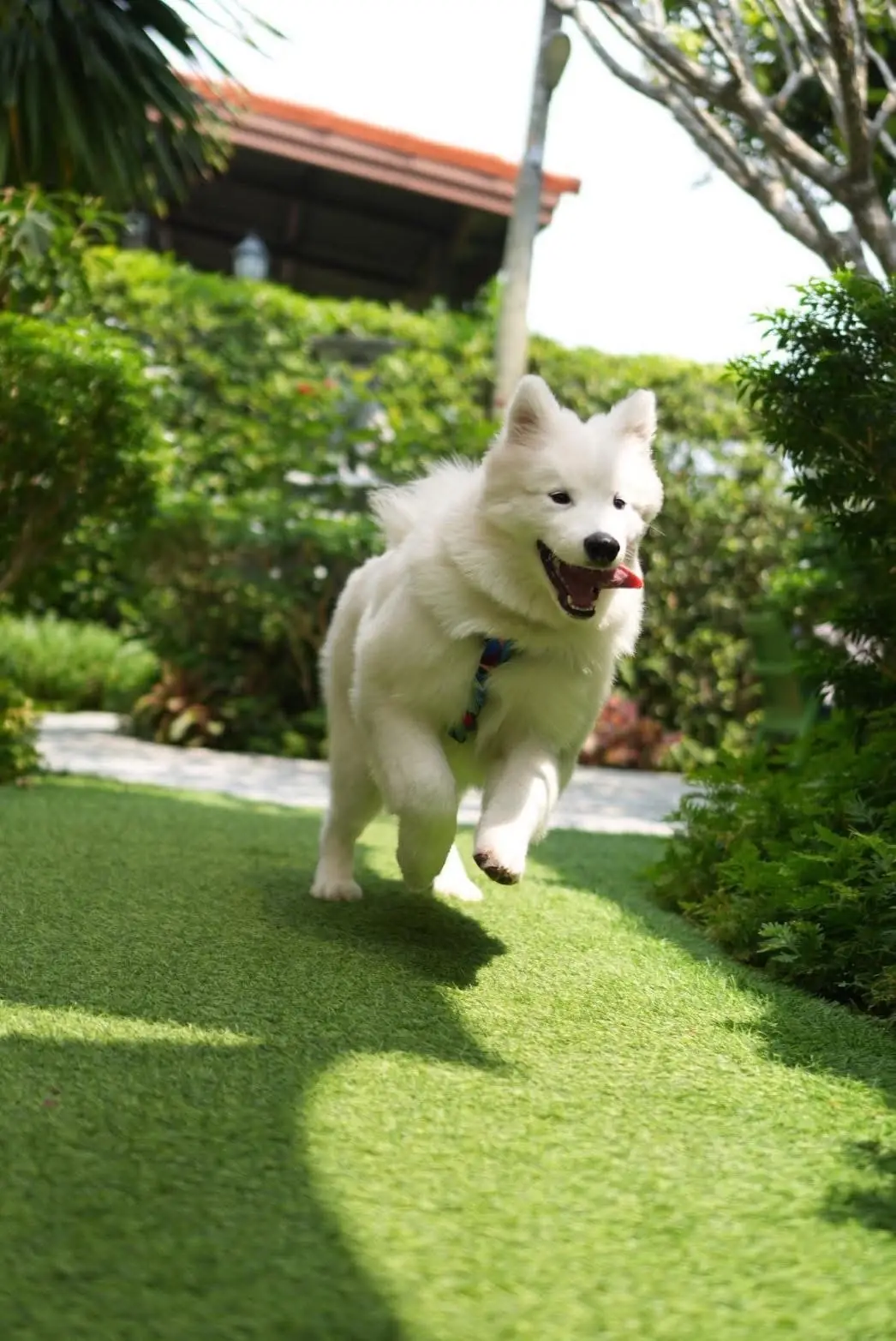 Jungle de Woof pets image 11