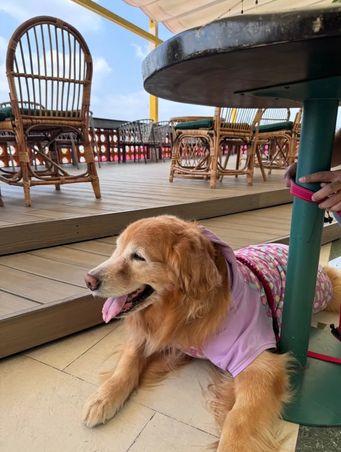 The Fig Lobby - Bangkok pets image 2