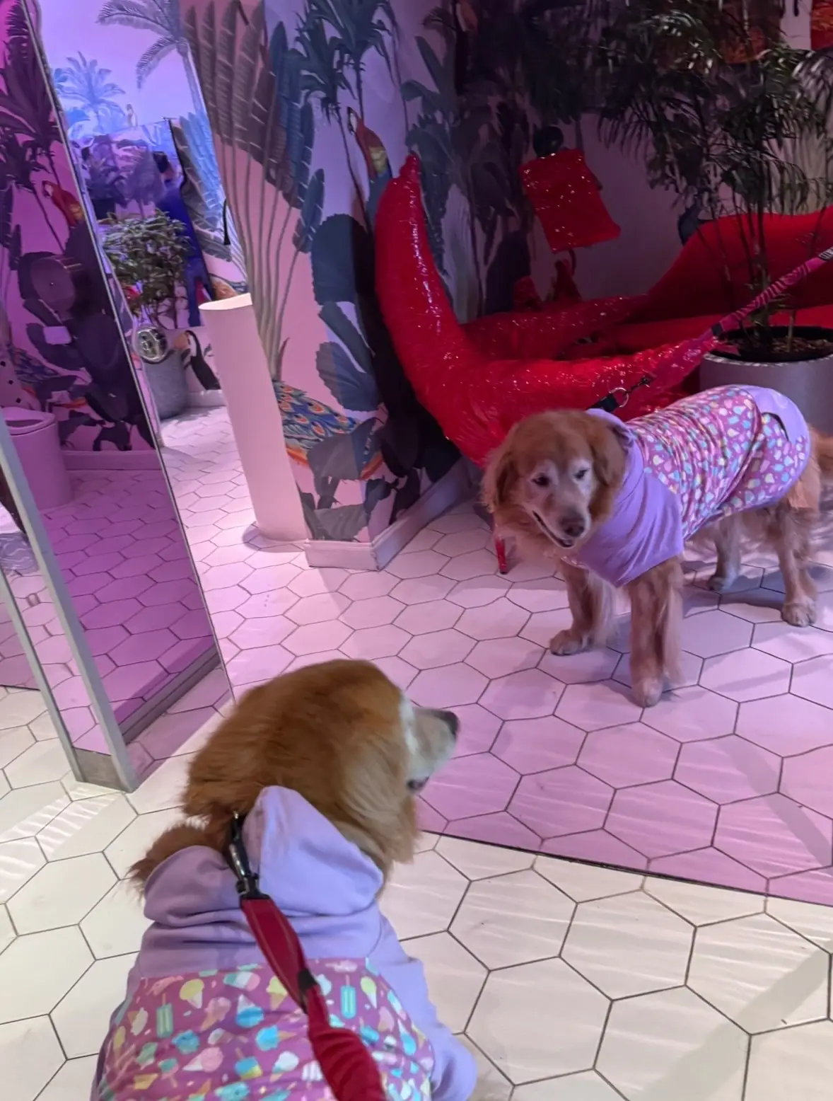 The Fig Lobby - Bangkok pets image 1