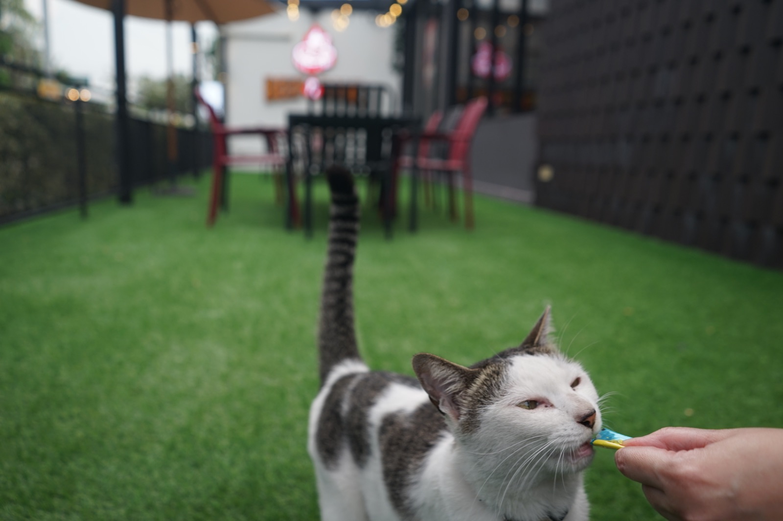 Beef & Bone pets image 5