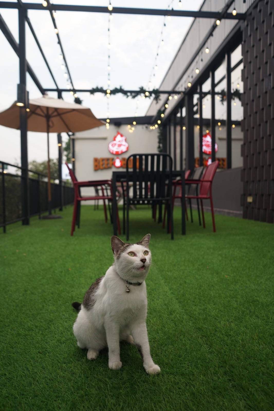 Beef & Bone pets image 2