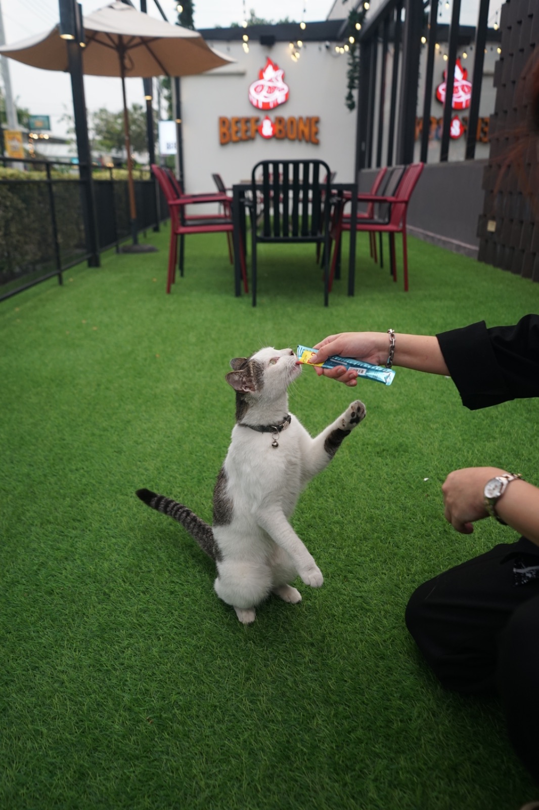 Beef & Bone pets image 3