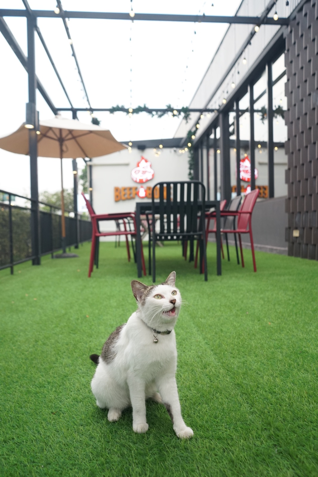 Beef & Bone pets image 4