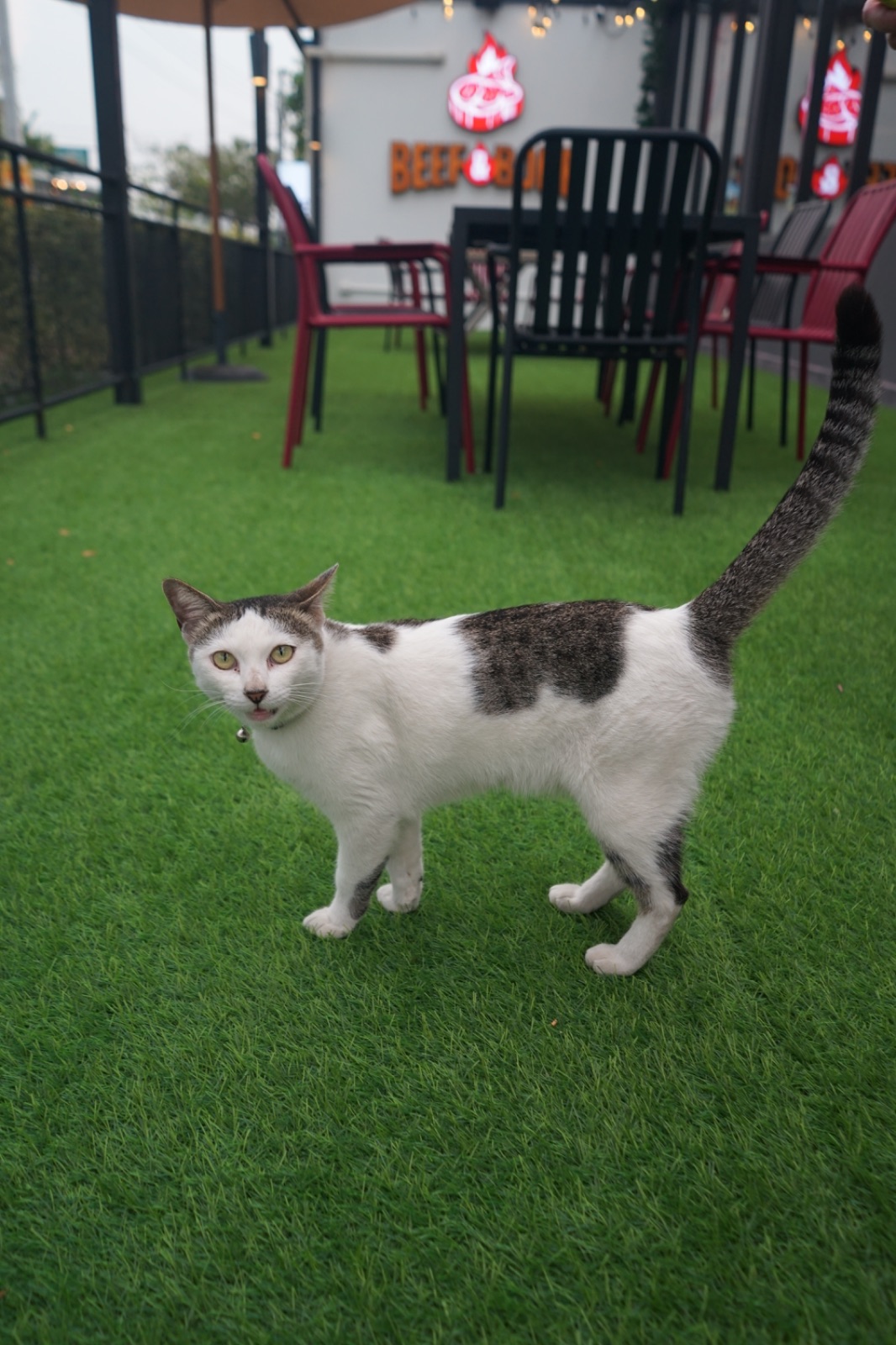 Beef & Bone pets image 6