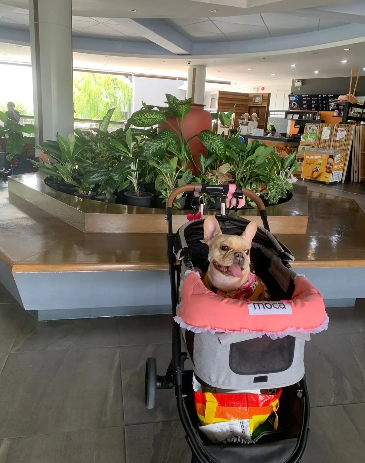 Centara Grand Beach Resort & Spa Hua Hin - Cha-am pets image 6