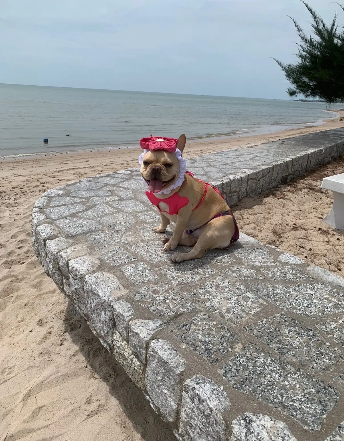 Centara Grand Beach Resort & Spa Hua Hin - Cha-am pets image 4