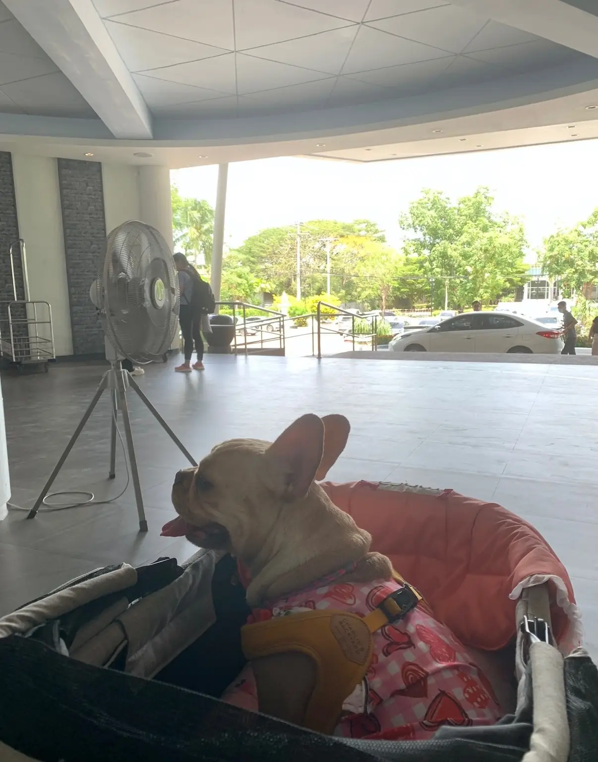 Centara Grand Beach Resort & Spa Hua Hin - Cha-am pets image 5