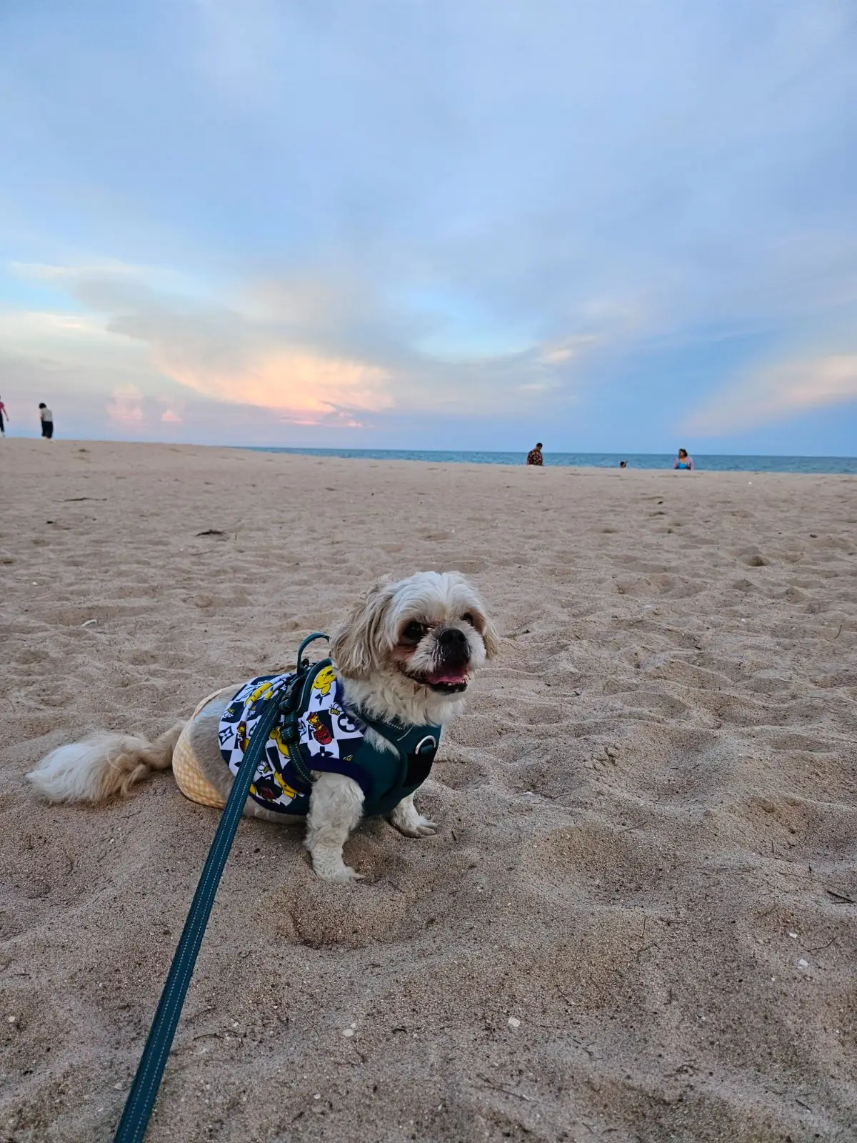 Centara Live Cha-am Beach Resort Hua Hin pets image 5