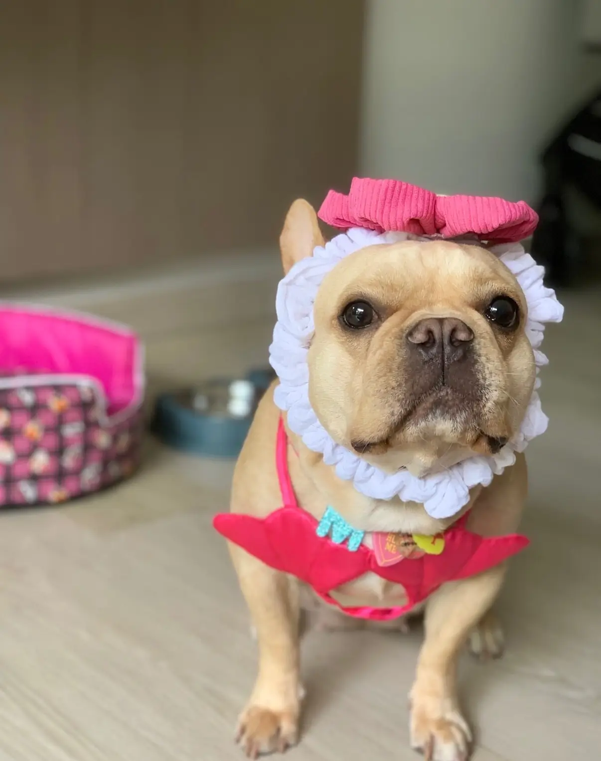 Centara Grand Beach Resort & Spa Hua Hin - Cha-am pets image 3