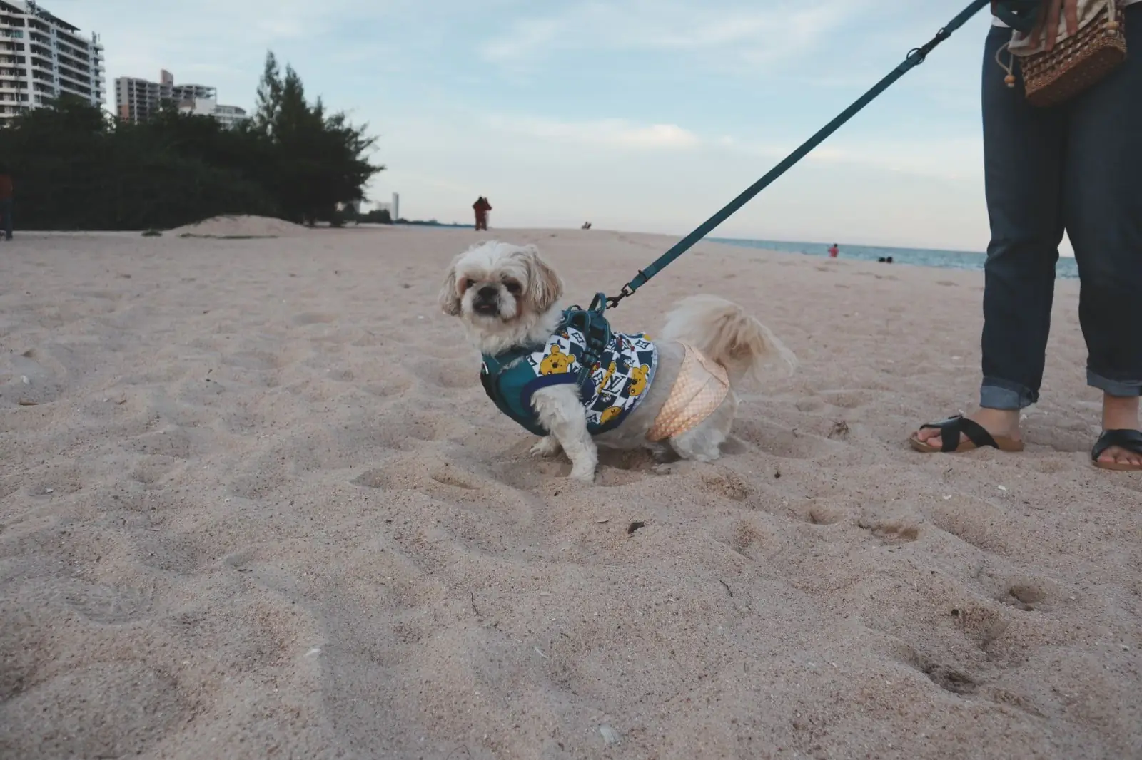 Centara Live Cha-am Beach Resort Hua Hin pets image 8
