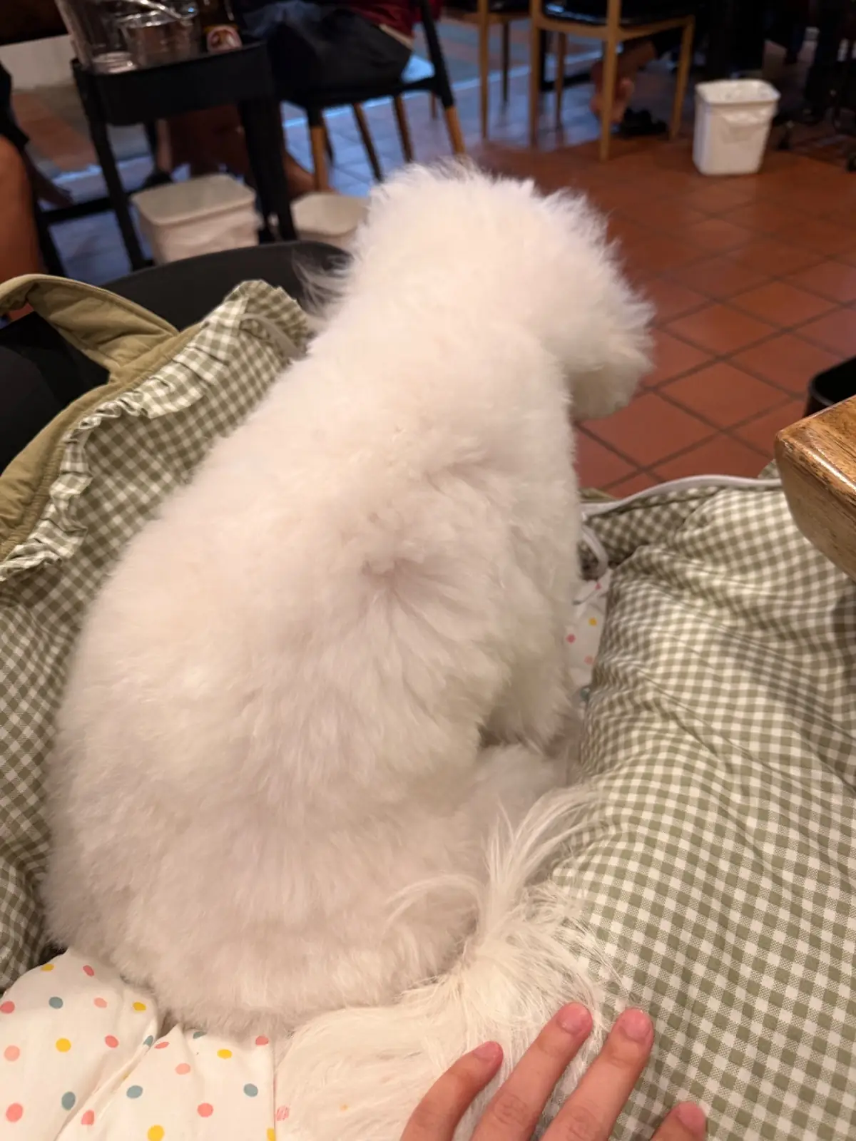 เปียอู๋ โภชนา pets image 1