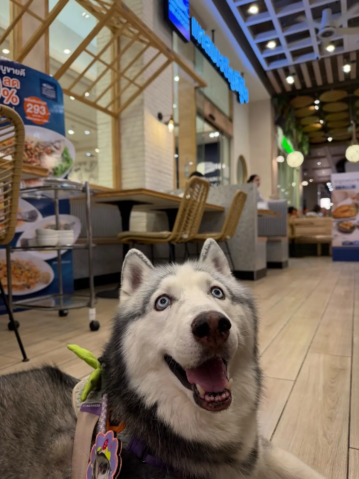 แหลมเจริญซีฟู้ด - Central Westville pets image 3