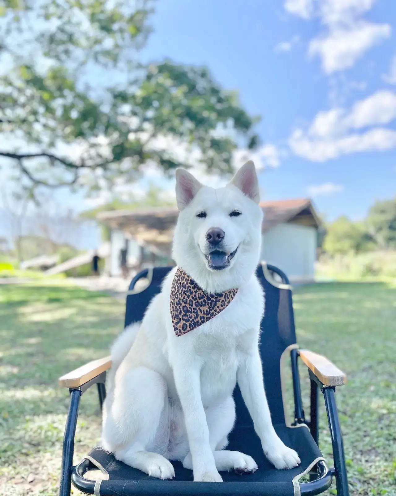 123 glamp pets image 2