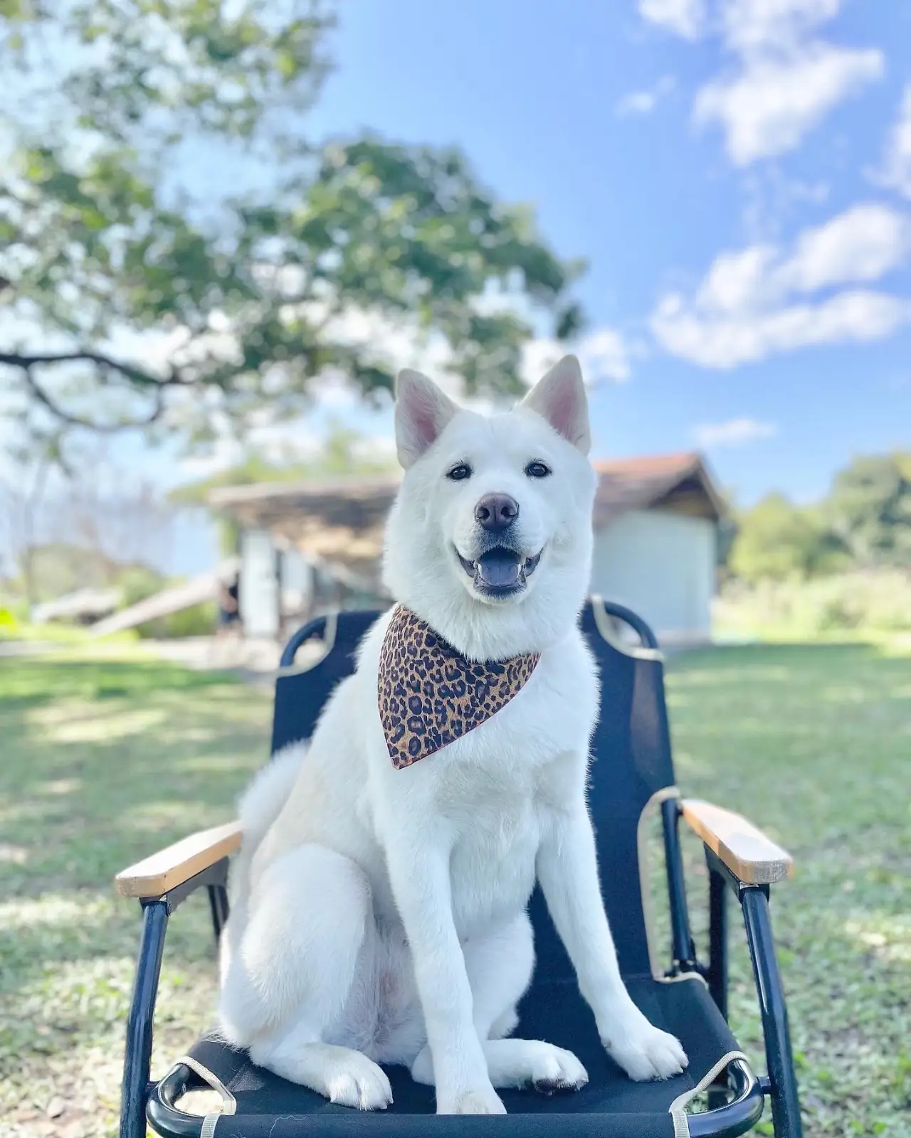 123 glamp pets image 1