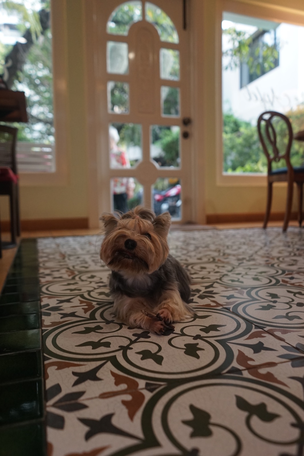 Apfel Cafe pets image 4