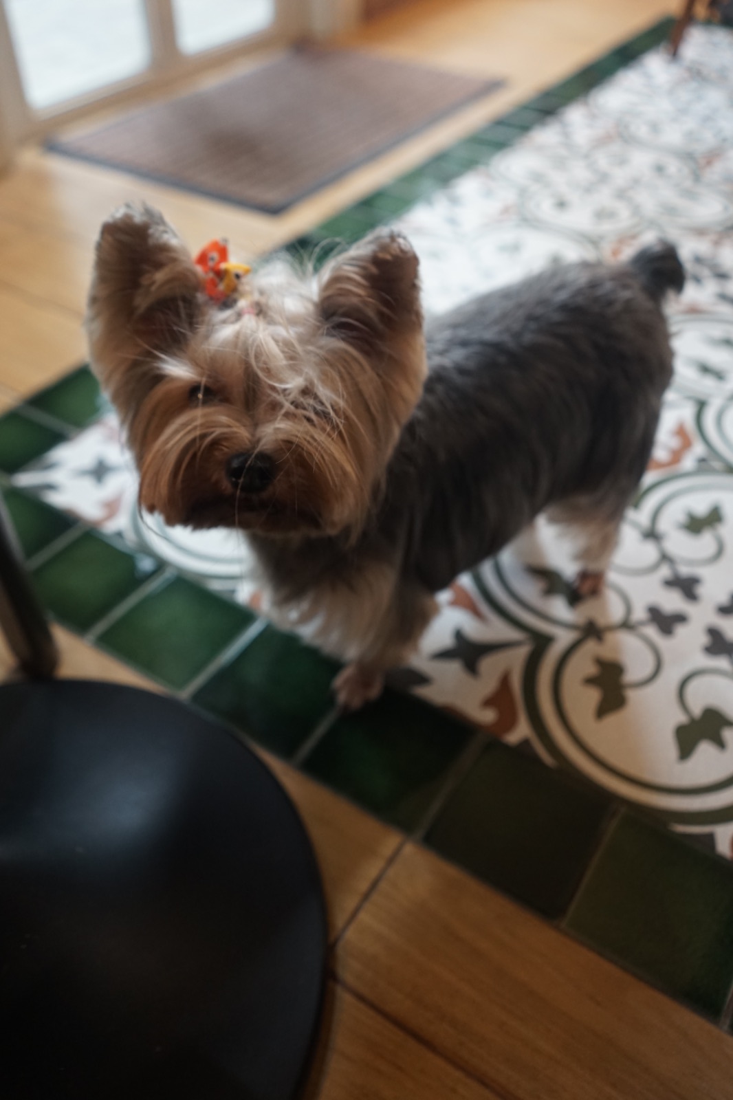 Apfel Cafe pets image 2