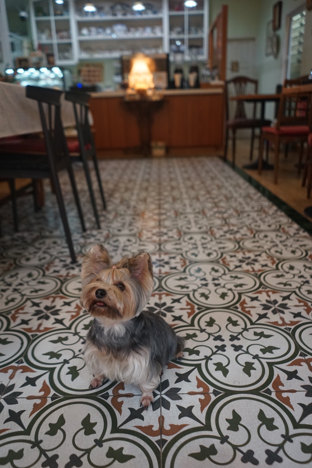 Apfel Cafe pets image 5