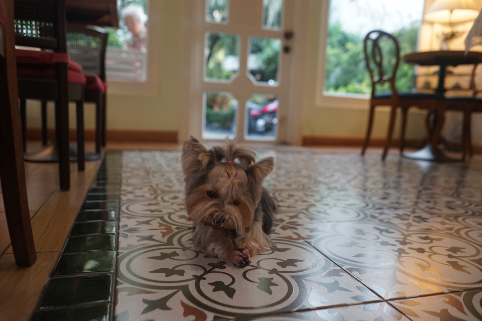 Apfel Cafe pets image 1