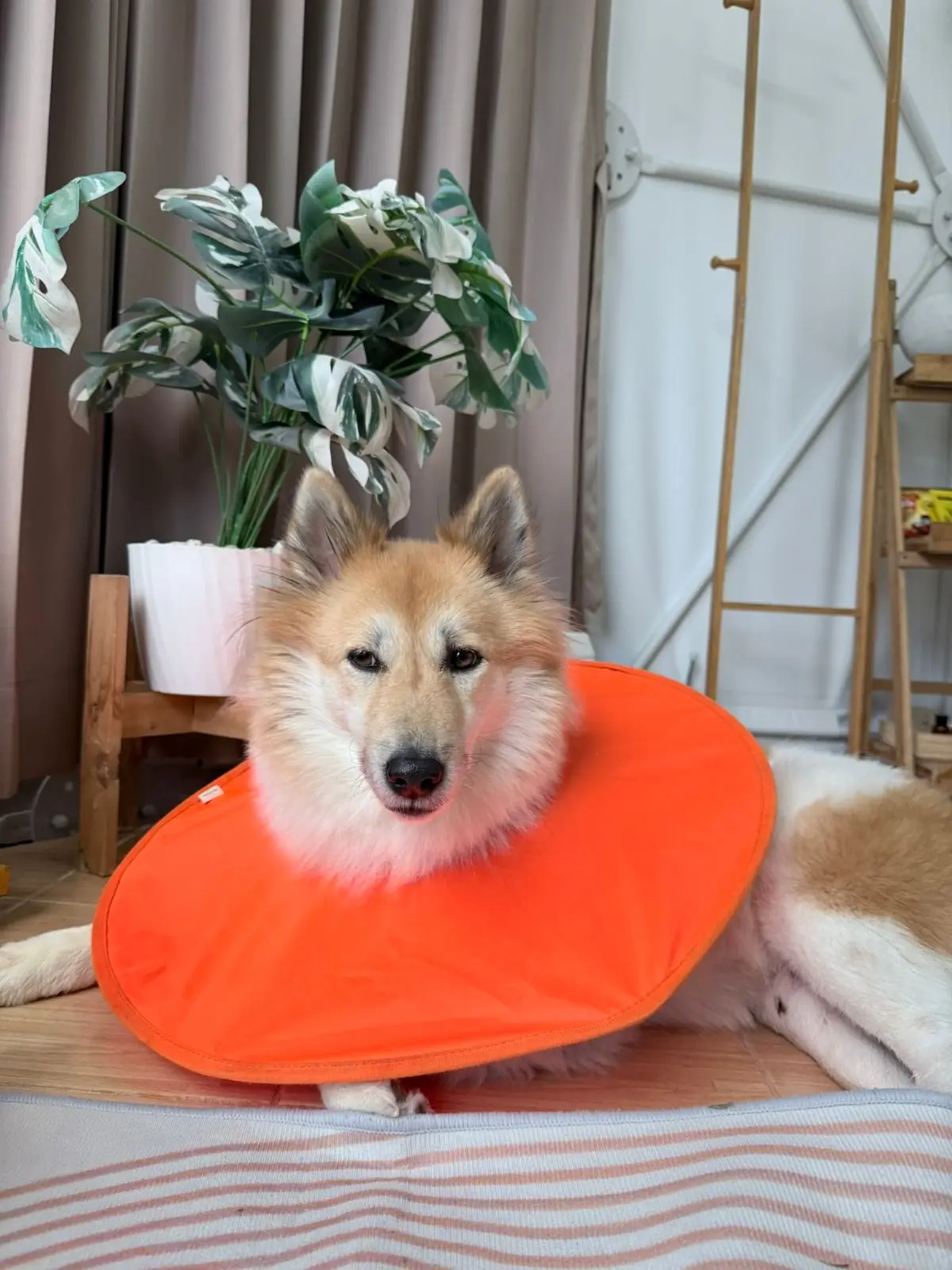 Honeymoon Glamping Khaoyai pets image 3