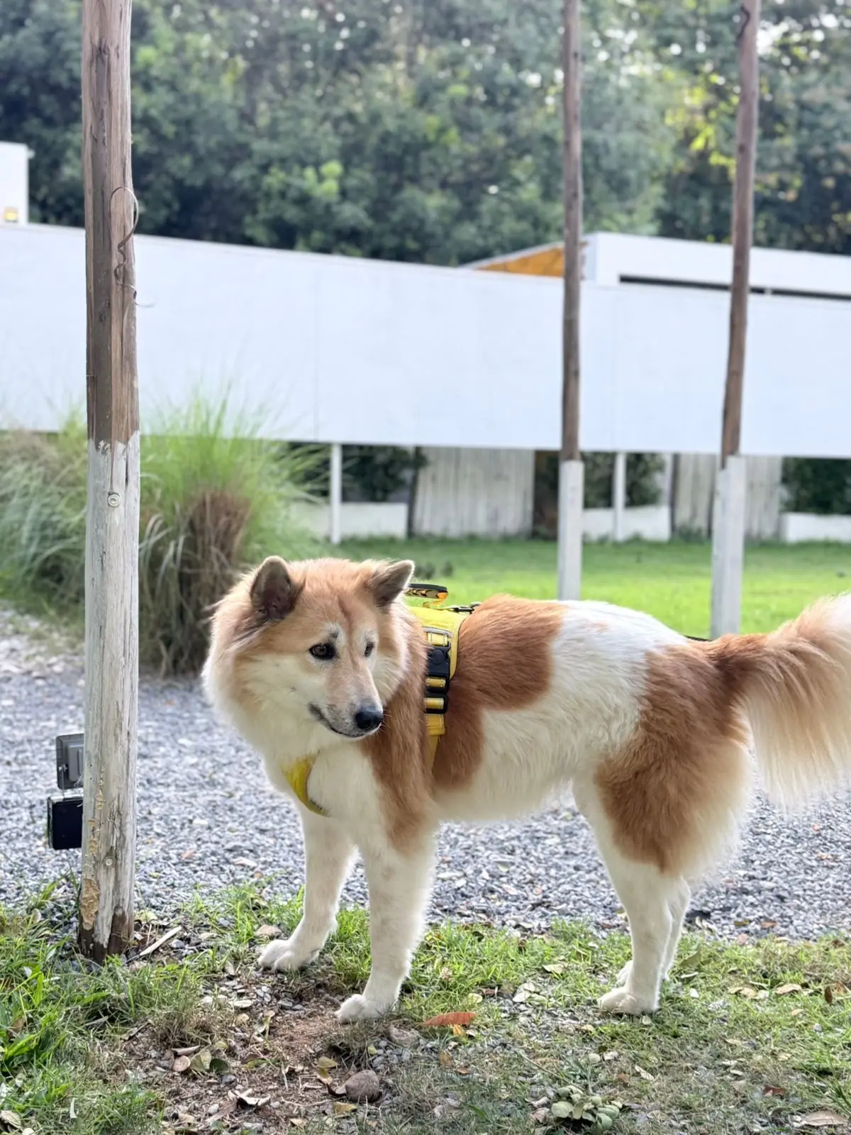 Honeymoon Glamping Khaoyai pets image 1