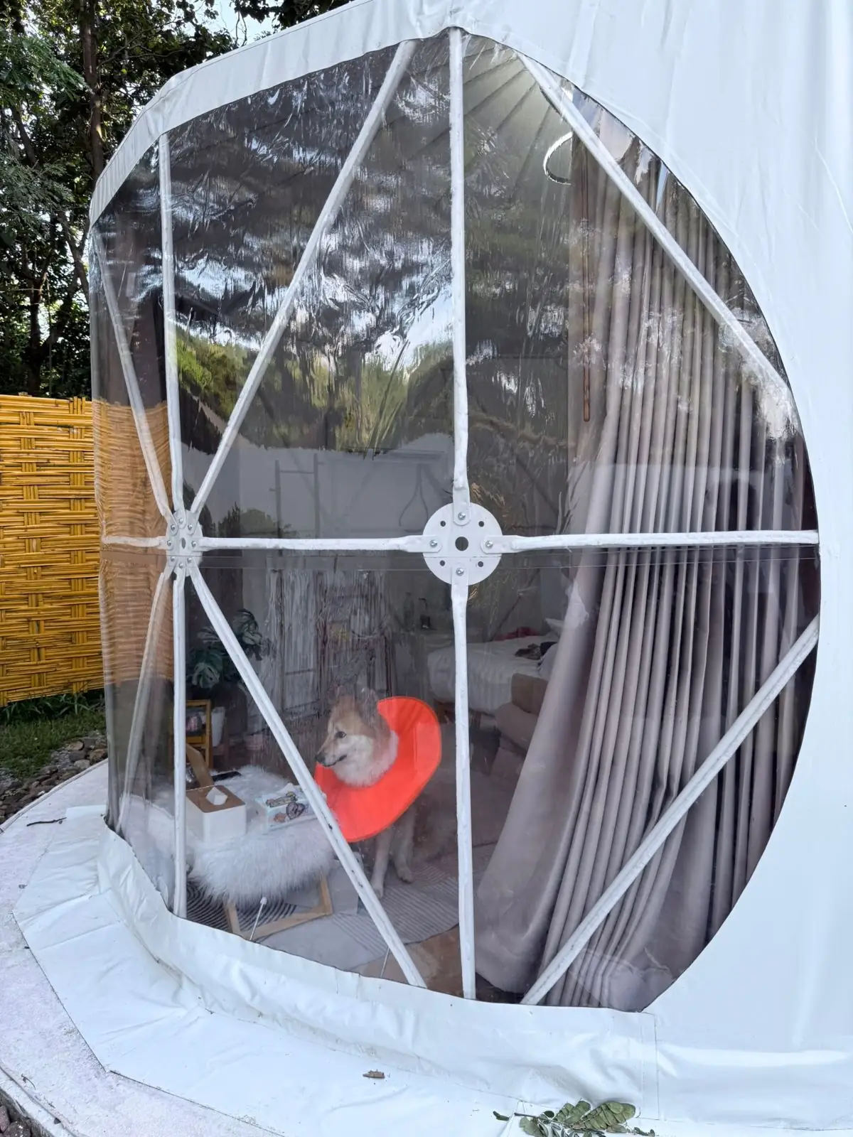 Honeymoon Glamping Khaoyai pets image 2