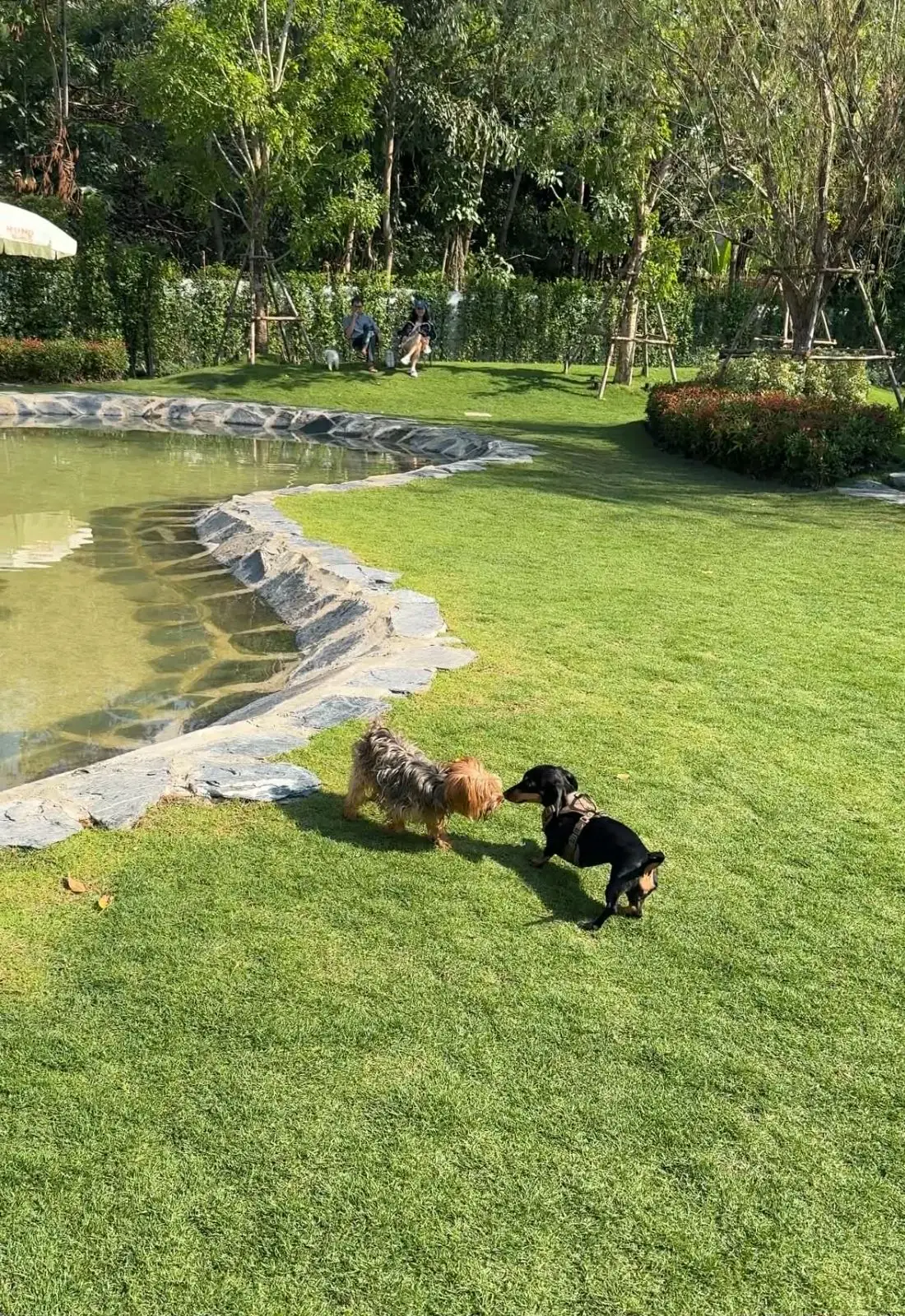 Hund Haus pets image 10