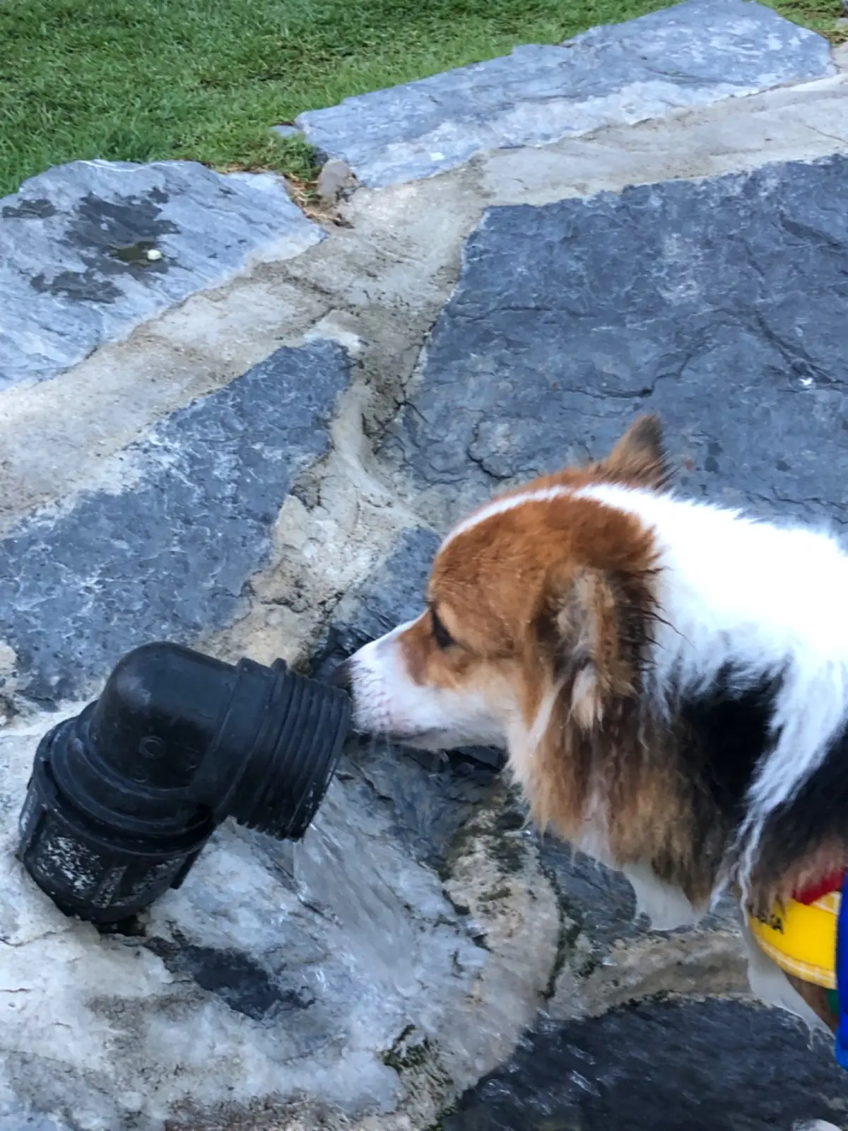 Hund Haus pets image 13