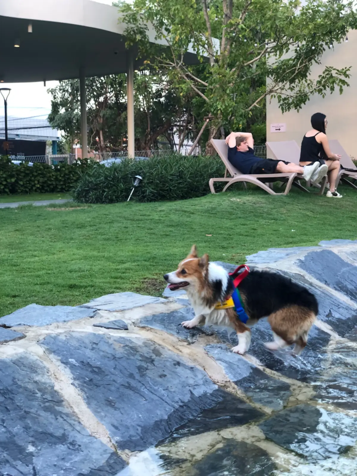 Hund Haus pets image 1