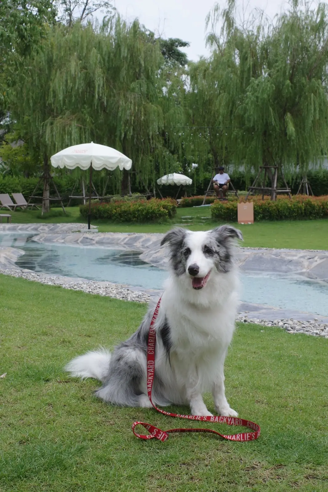 Hund Haus pets image 19