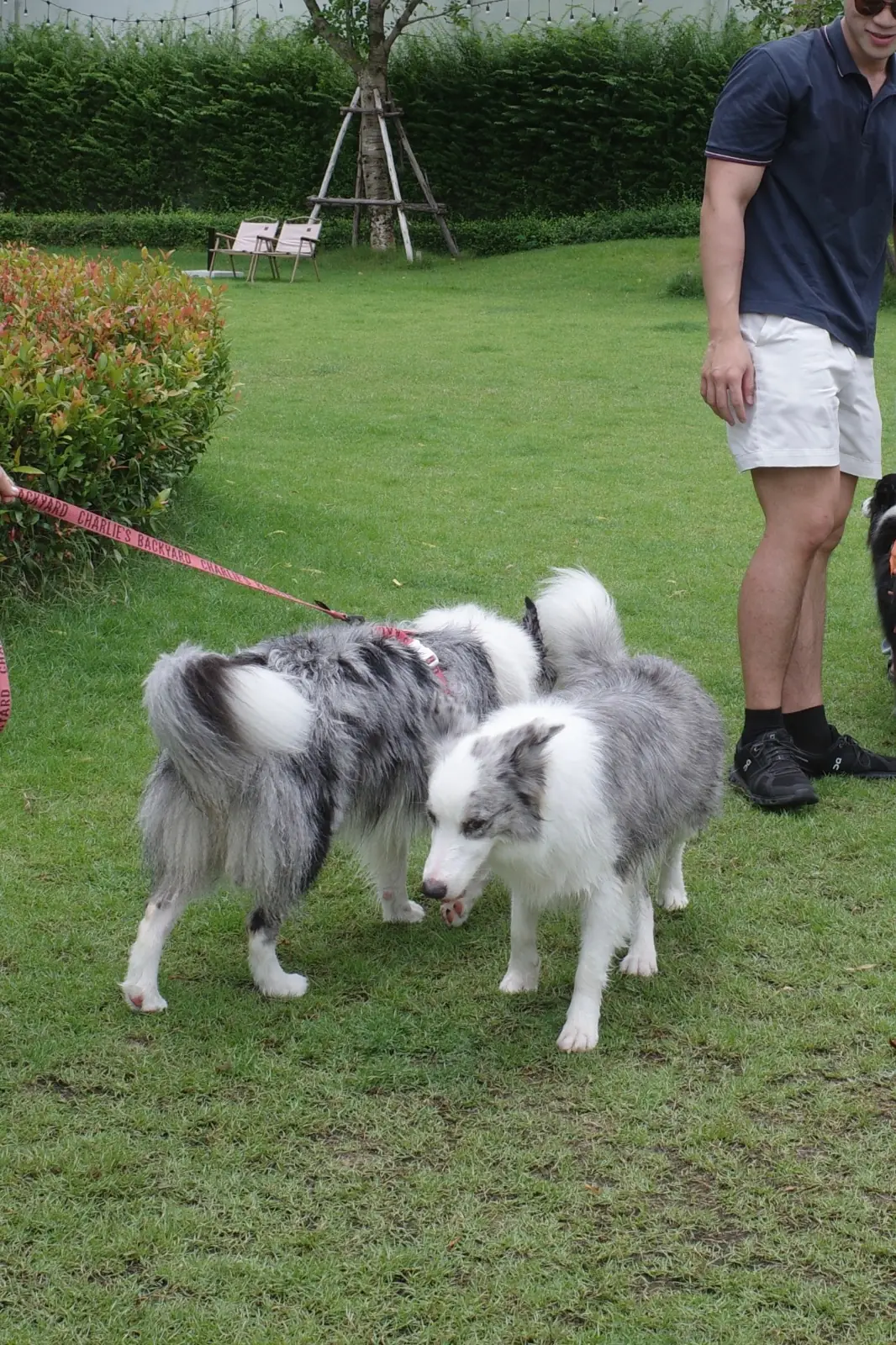 Hund Haus pets image 18