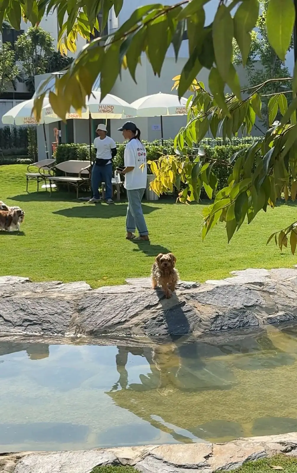 Hund Haus pets image 7