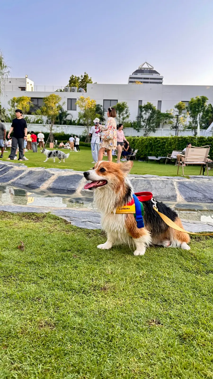 Hund Haus pets image 3