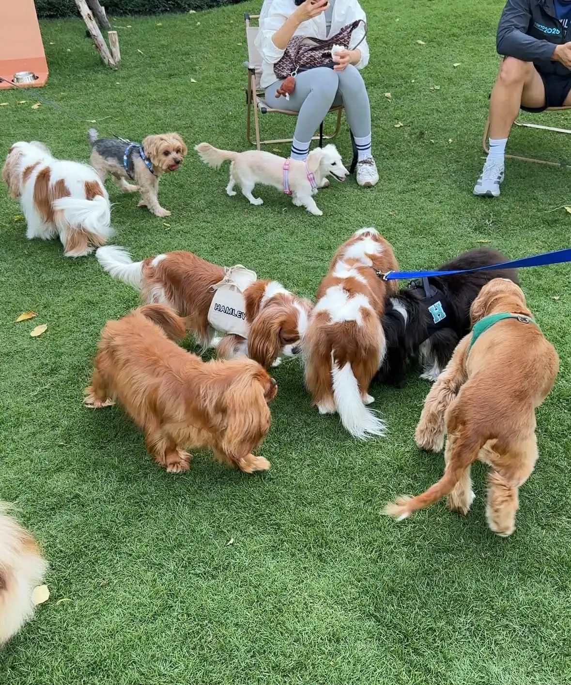 Hund Haus pets image 2