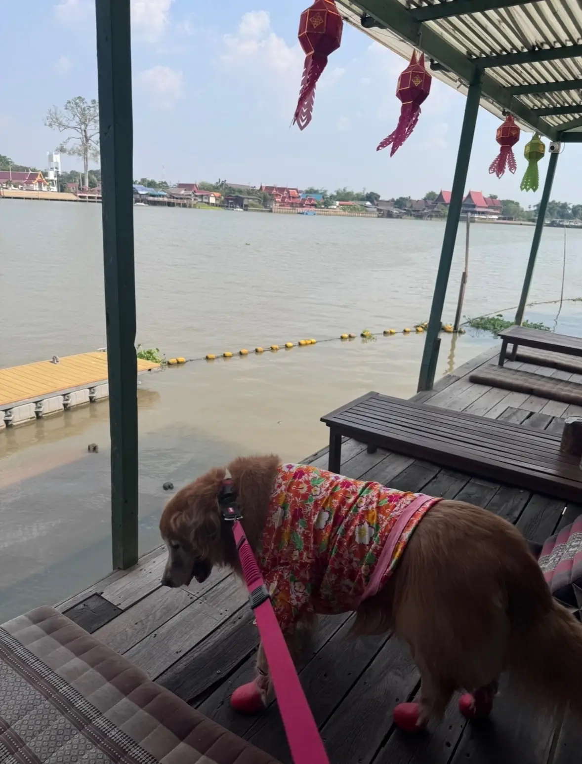 บ้านตานิด pets image 3