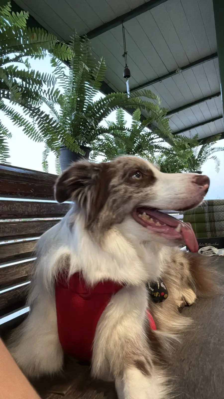 บ้านตานิด pets image 9