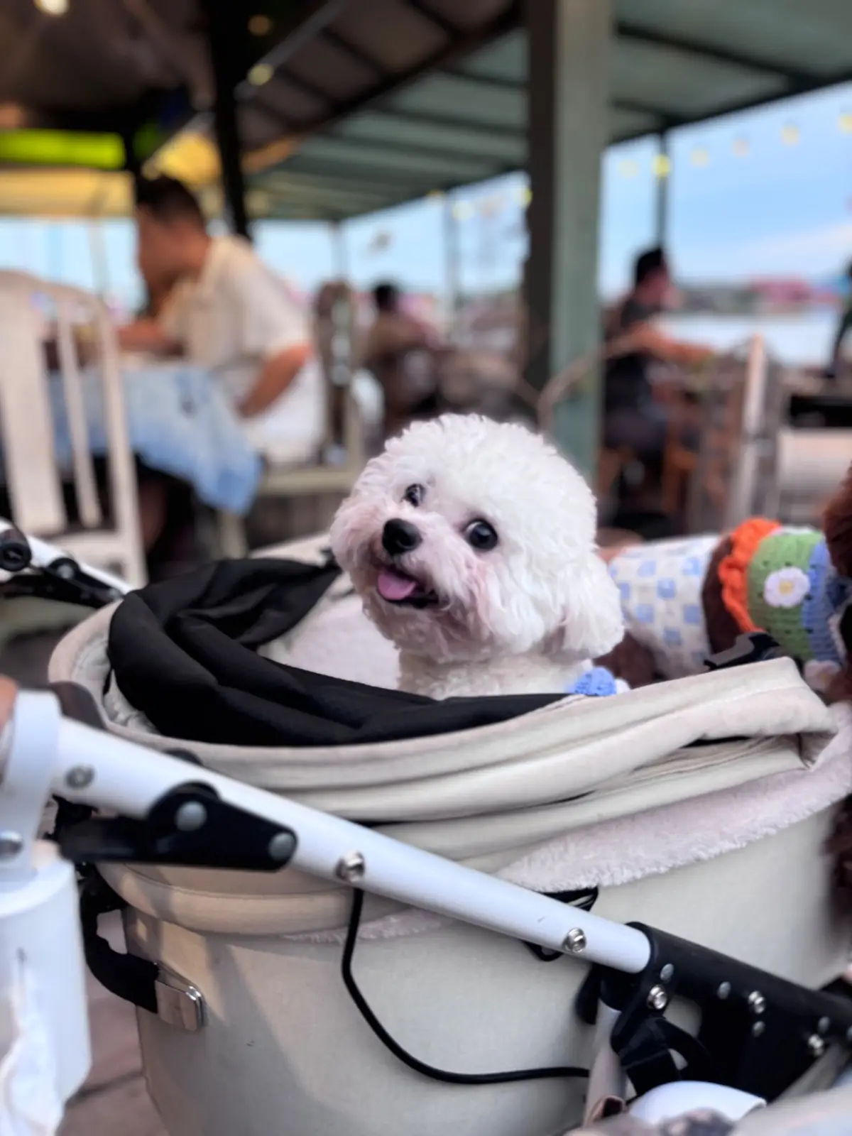 บ้านตานิด pets image 2