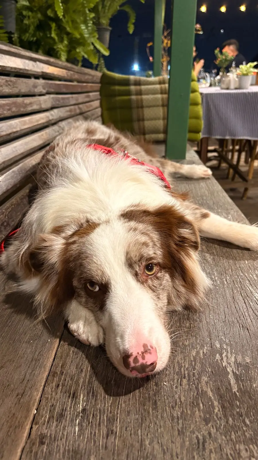 บ้านตานิด pets image 7