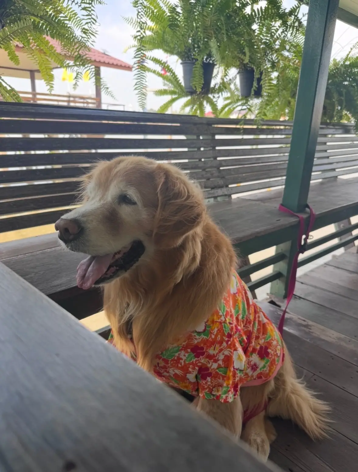 บ้านตานิด pets image 2