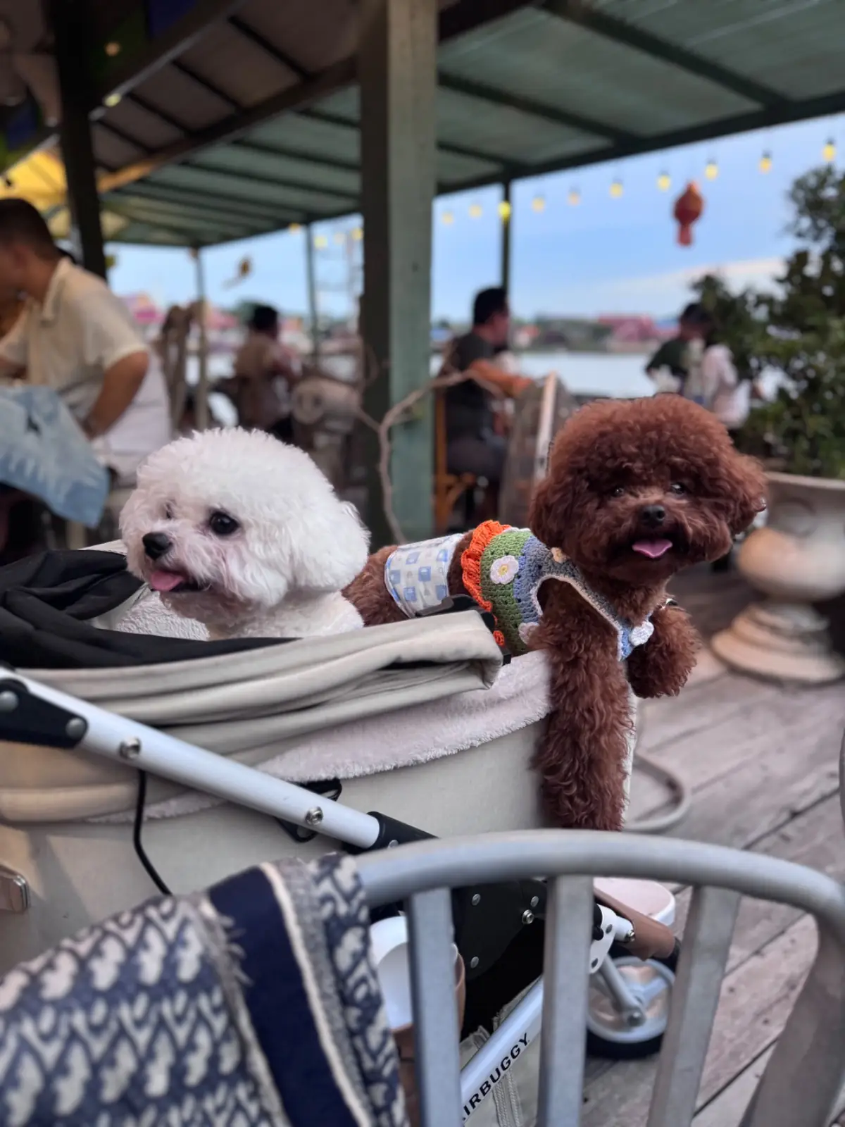 บ้านตานิด pets image 1