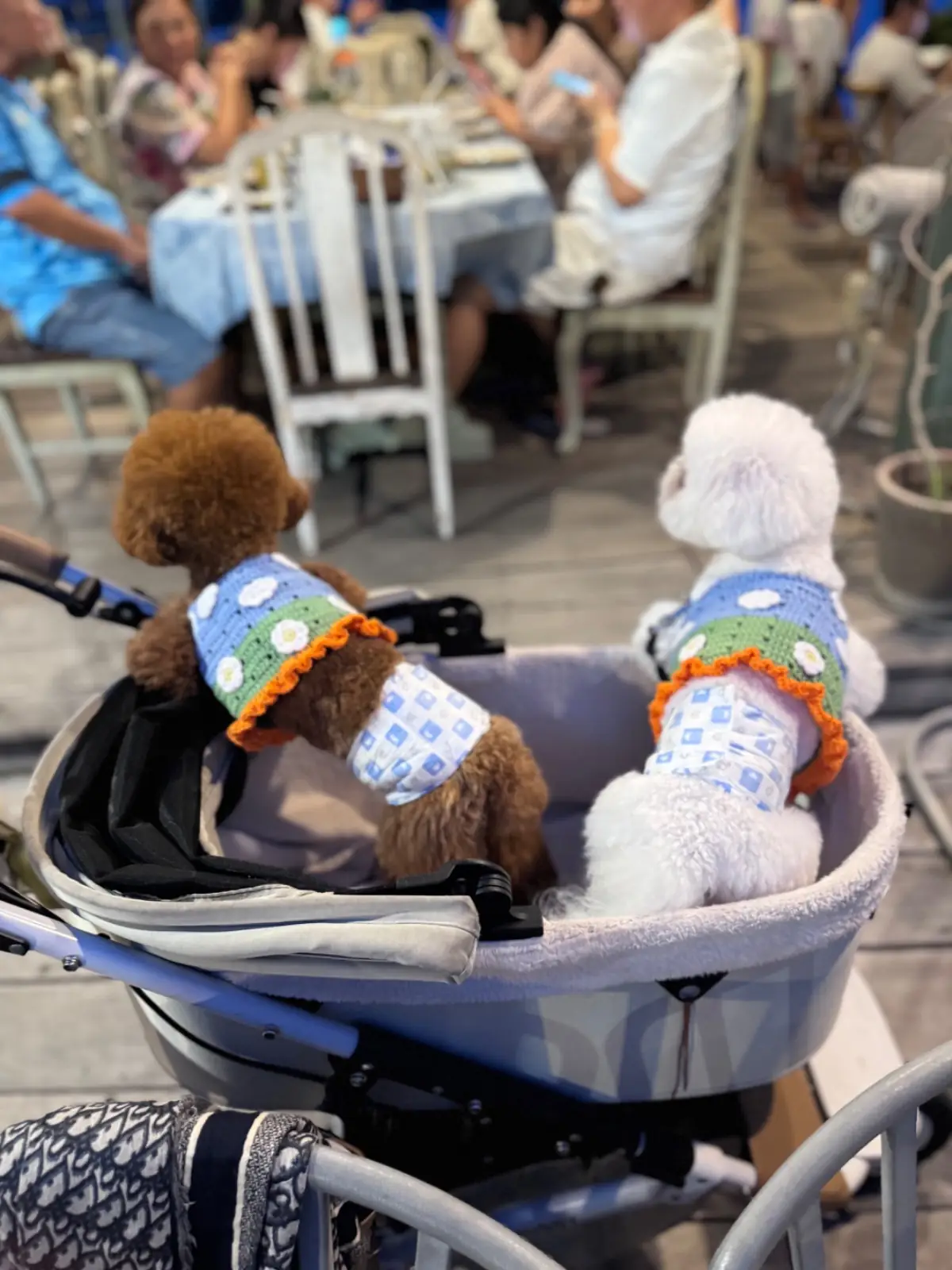 บ้านตานิด pets image 6
