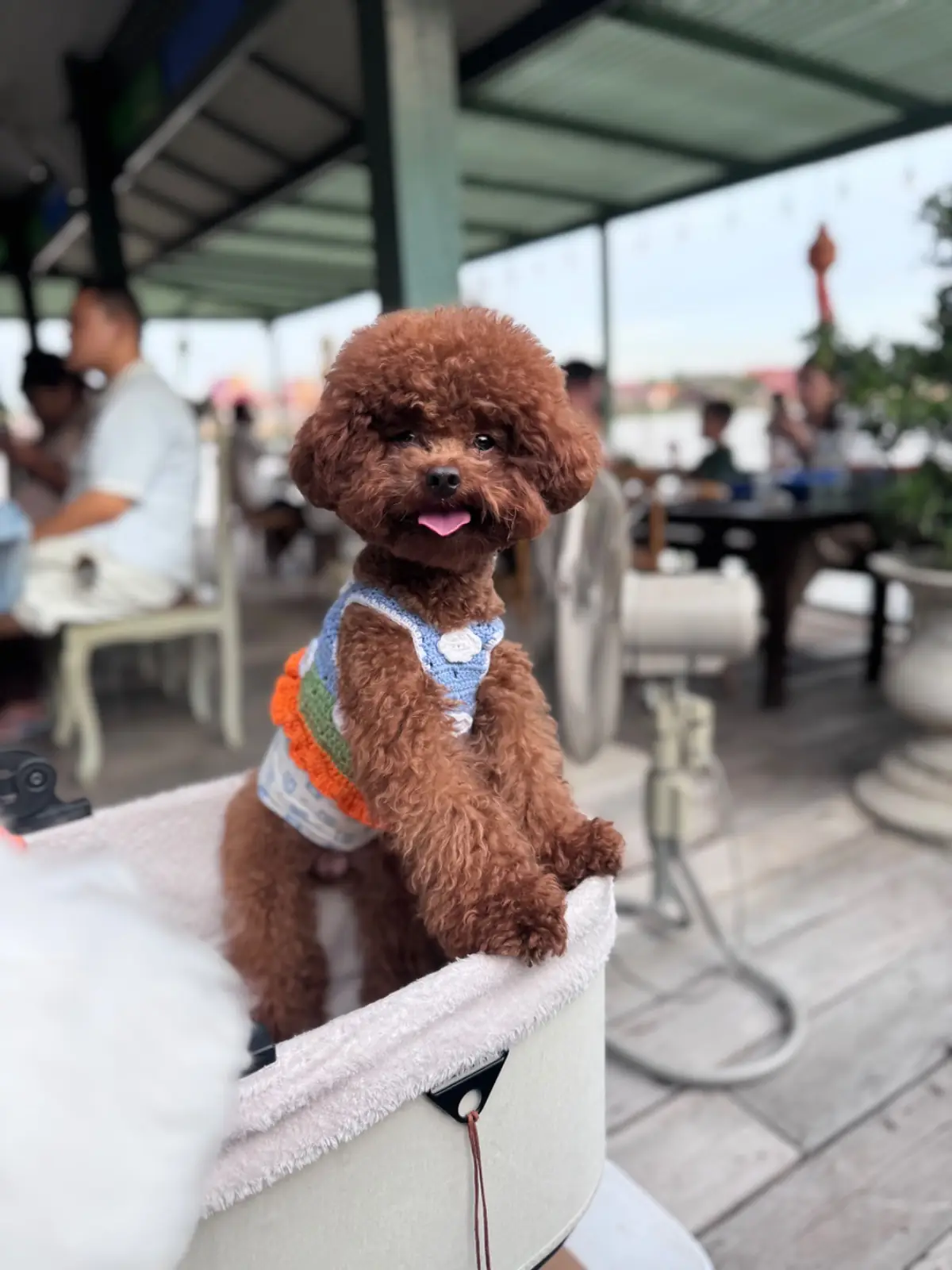 บ้านตานิด pets image 3