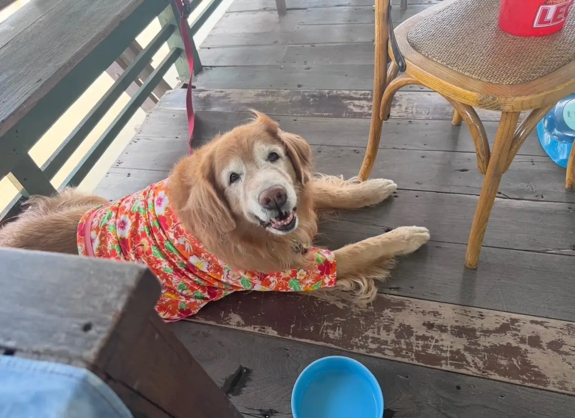 บ้านตานิด pets image 1