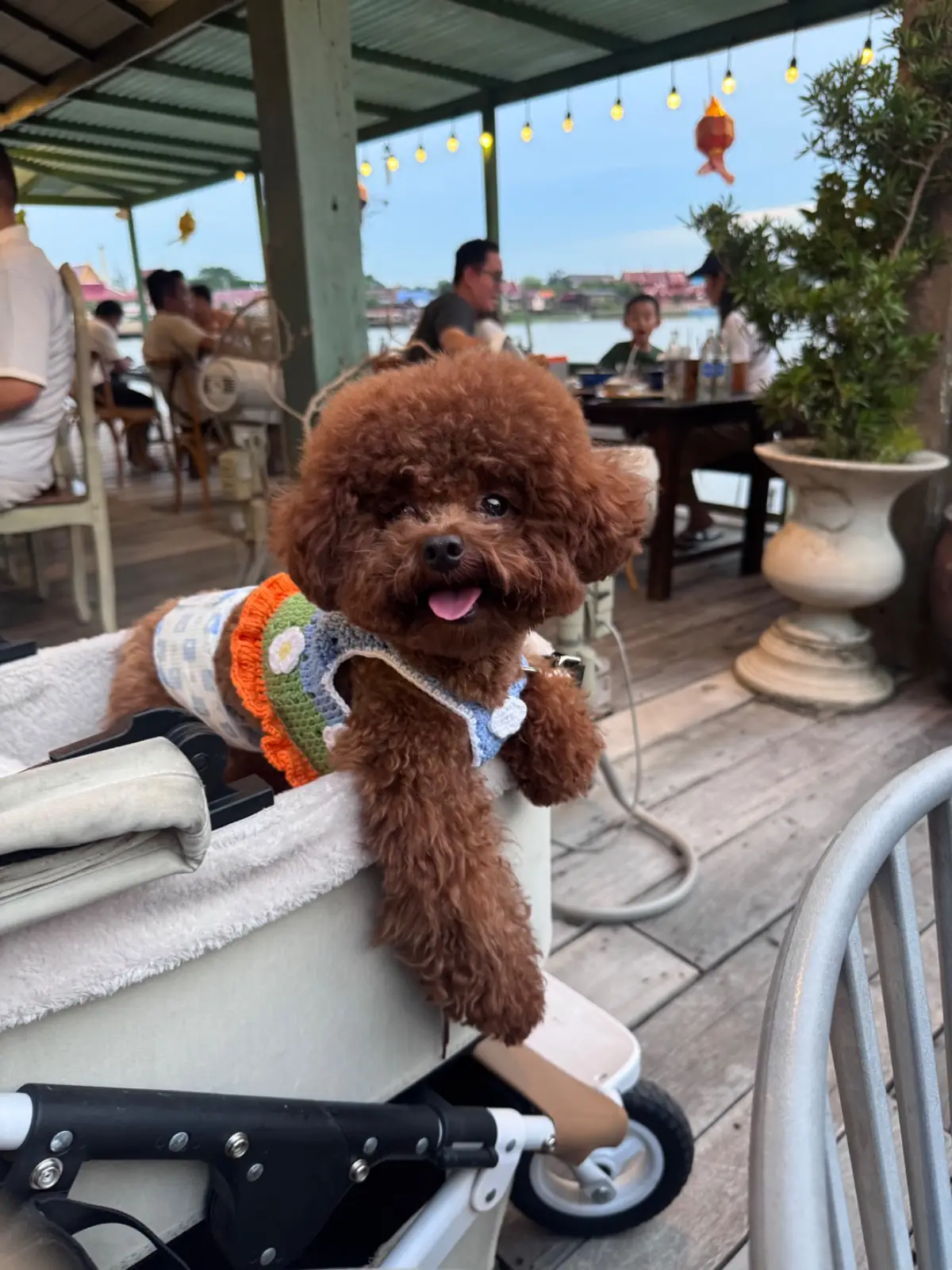 บ้านตานิด pets image 5